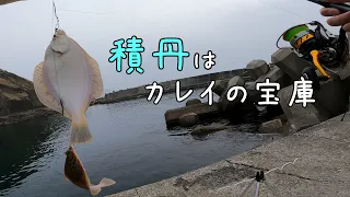 夕マズメにカレイ連発！日本海は眠らない