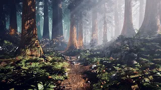 Enchanted Forest - Ambience Only (Day Version)