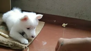 Pomeranian puppy doing argument with mom @chinu13