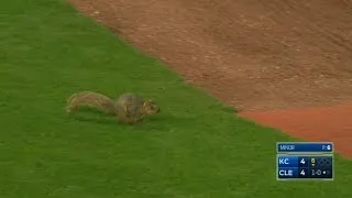 Squirrel makes its way on to the field