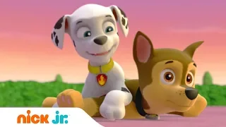 Щенячий патруль | Света нет! | Nick Jr. Россия