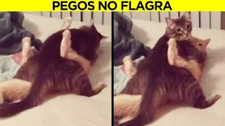 Animais Que Quase Deram Um Infarto Em Seus Donos