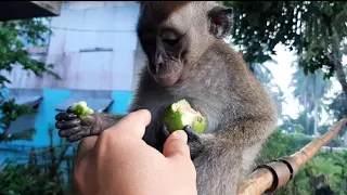 Here's what happened giving monkey Gogoy a Guava #monkey #happy