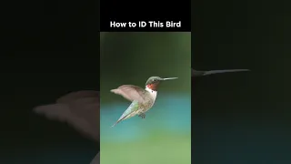 Can you tell if this hummingbird is male or female?