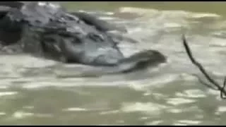 Python vs Alligator Real Fight Python attacks Alligator