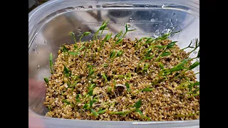 Germinating Chile Seeds with Simple Method