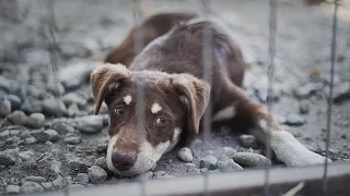 Hunde in Rumänien - Eine Reise die wir niemals vergessen