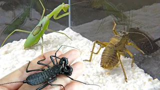 Thin Mantis vs fat katydid vs strong whip scorpion