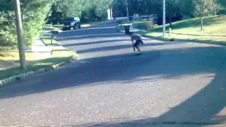 longboard fail (flys into guard rail)