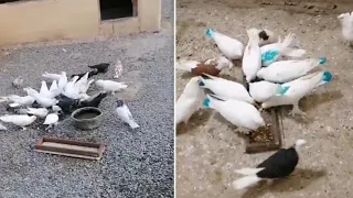 УЧМА КАБУТАРЛАР  СОТИЛАДИ  ЧУВАМАДА +998 93 556 37 37 #ахмаджон #kabutar #голуби #pigeon