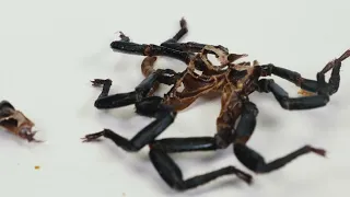 WHAT HAPPENS IF YOU PUT DOWN A DEAD SCORPION TO 10000 MEALWORMS? DEAD SCORPION VS MEALWORMS