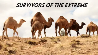 Survivors of the Extreme : Adaptations of Polar Bears, Camels, and Tube Worms | Paws on the Planet