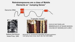 CARTA: Comparative Anthropogeny - Line1 Retrotransposons