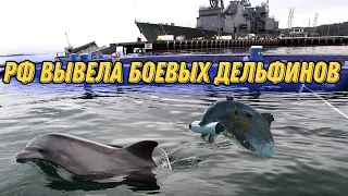 В бухте Севастополя вдвое выросло число боевых дельфинов!