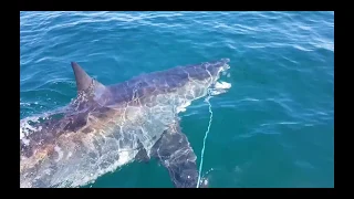Squid Inkredible: Great White Shark Steals Fisherman's Squid Catch