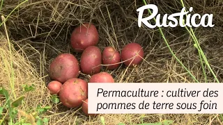 Des pommes de terre sous foin