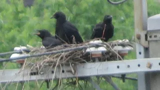 カラスの雛(🐦‍⬛×4)…パタ練してた！