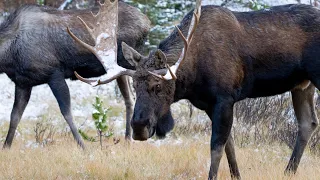 Magnificent Bull Moose Courting Cow During the Rut