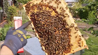 Erster Ableger 2019   ganz einfach gemacht