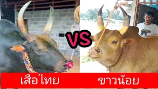 ลังสาดขาวคมเพชรจอมเซียน (ขาวน้อย) VS โหนดแซมสิงห์ชาววัง (เสือไทย) สนามกีฬาชนโคนครตรัง