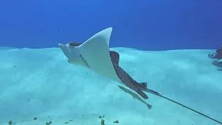 Eagle Rays 2024!!! Cozumel, Mexico