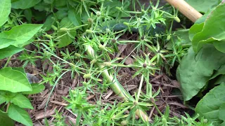 Harvesting Culantro (Sawtooth Herb) Seeds