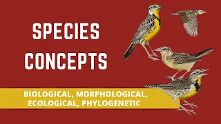 SPECIES CONCEPTS (BIOLOGICAL, MORPHOLOGICAL, ECOLOGICAL, PHYLOGENETIC)