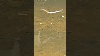 what to do if you are attacked by a water moccasin.