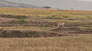 After killing Hippo, Lions protect kill from Hyenas in Masai Mara!!