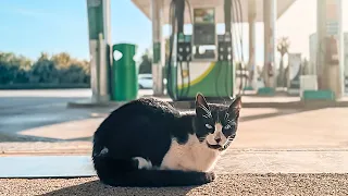 We rescue a cat abandoned in a gas station!