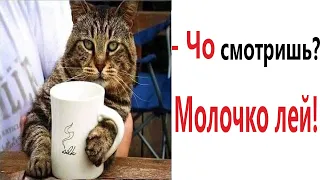 Лютые приколы. МОЙ КОТ засмеялся проиграл!!! Тест на психику! Угар!