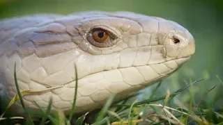 Special Treatment for the Blue Tongue Skink