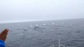 【北海道】知床遊覧船 イシイルカの群れ Dall's porpoise in Shiretoko, Hokkaido