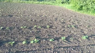 Підживлення гарбузиків