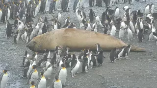 Elephant Seal amidst Penguins