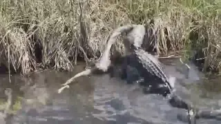 Alligator attacks python in the Everglades