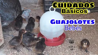 🐥🦃GUAJOLOTES Bebés, así los cuido los primeros días de Vida. Parte 1▶️