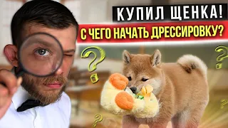 Когда и с чего начинать дрессировку щенка. Рыжая лисица Сиба Ину.