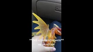 Купила королеву огнеедов?!? 😱😱😱