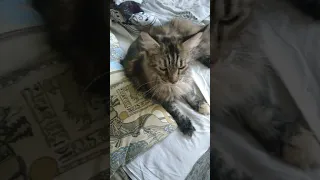 Реакция моей кошки на мяуканье котят.