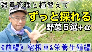 【自然農】一度植えたら雑草管理だけでもずっと採れる野菜《前編》宿根草と栄養生殖の野菜5選+α〔家庭菜園にお勧め/無限増殖〕