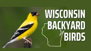 Wisconsin's 25 Most Common Backyard Birds