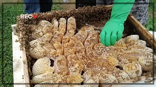 20230425 蜂巢蜜採收全記錄｜Full record of honeycomb harvesting