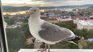 Деловая и общительная чайка, вид на Кольский залив, Мурманск