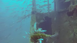 Lionfish Kill on Accokeek with Panama City Diving March 2018