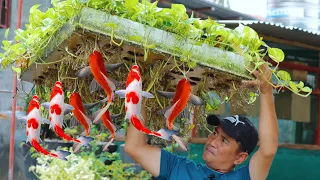 My Unbelievable Farm of Fish & Exotic Birds! Transferring 30,000 Catfish & Farm's Daily Routines