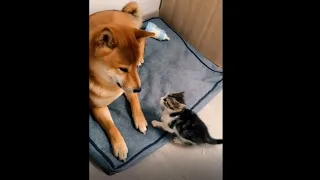 Kitten Aggressive Fighting Shiba Dog
