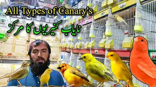 CANARY Singing Bird Setup Visit | All types of exotic canary's setup in birds market sadar Karachi