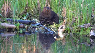 Beaver River - Beavers in Arizona and Northern Mexico