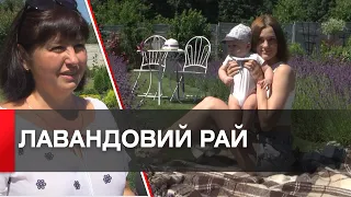 Поле лаванди висадили вінничани на своїй присадибній ділянці